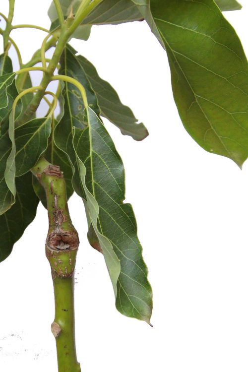 Cijepljena sadnica avokada fuerte