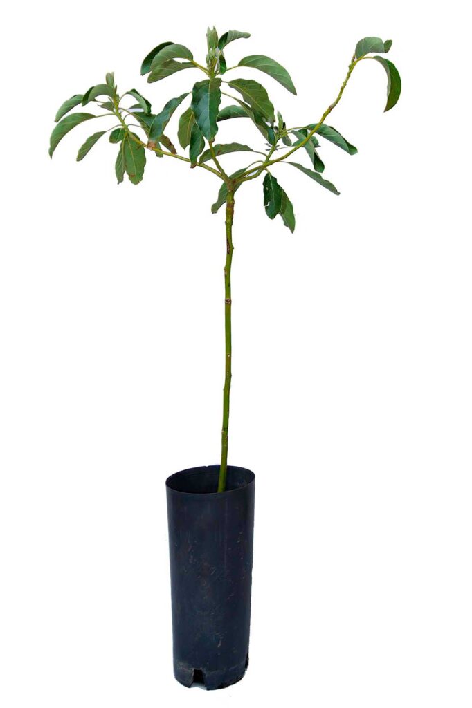 avokado fuerte