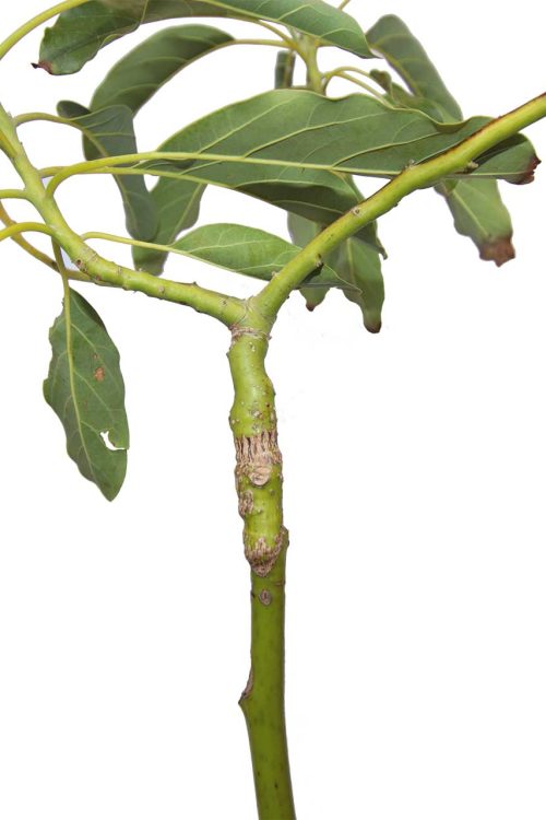 cijepljena sadnica avokada Hass