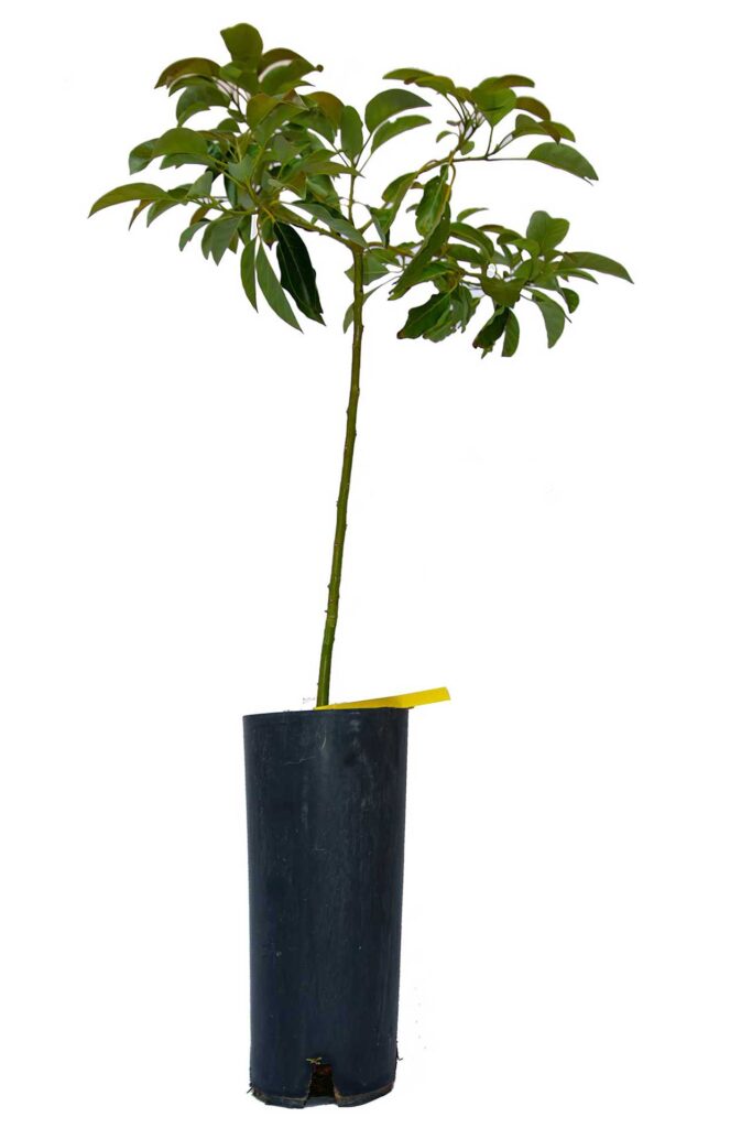 sadnica avokada becon