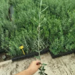 Sadnica masline Cornicabra u posudi spremna za sadnju
