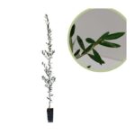 Sadnica masline sorte Picual u kontejneru, visine 40-80 cm