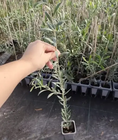 Mladi izdanak sadnice masline Lecciana u posudi, spreman za sadnju