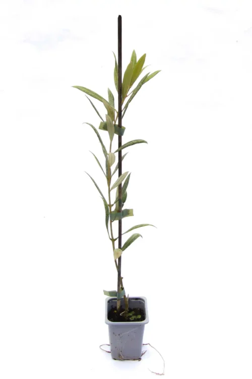 Sadnica masline Arbequina u plastičnoj posudi, visine 30–40 cm