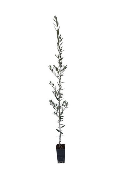 Sadnica masline Picual u kontejneru, visine 40–80 cm