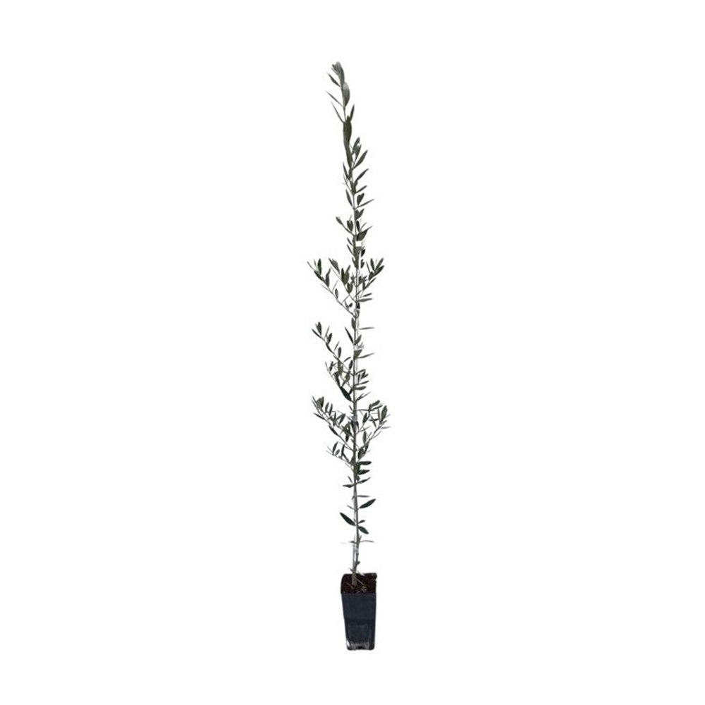 Sadnica masline Picual u kontejneru, visine 40–80 cm